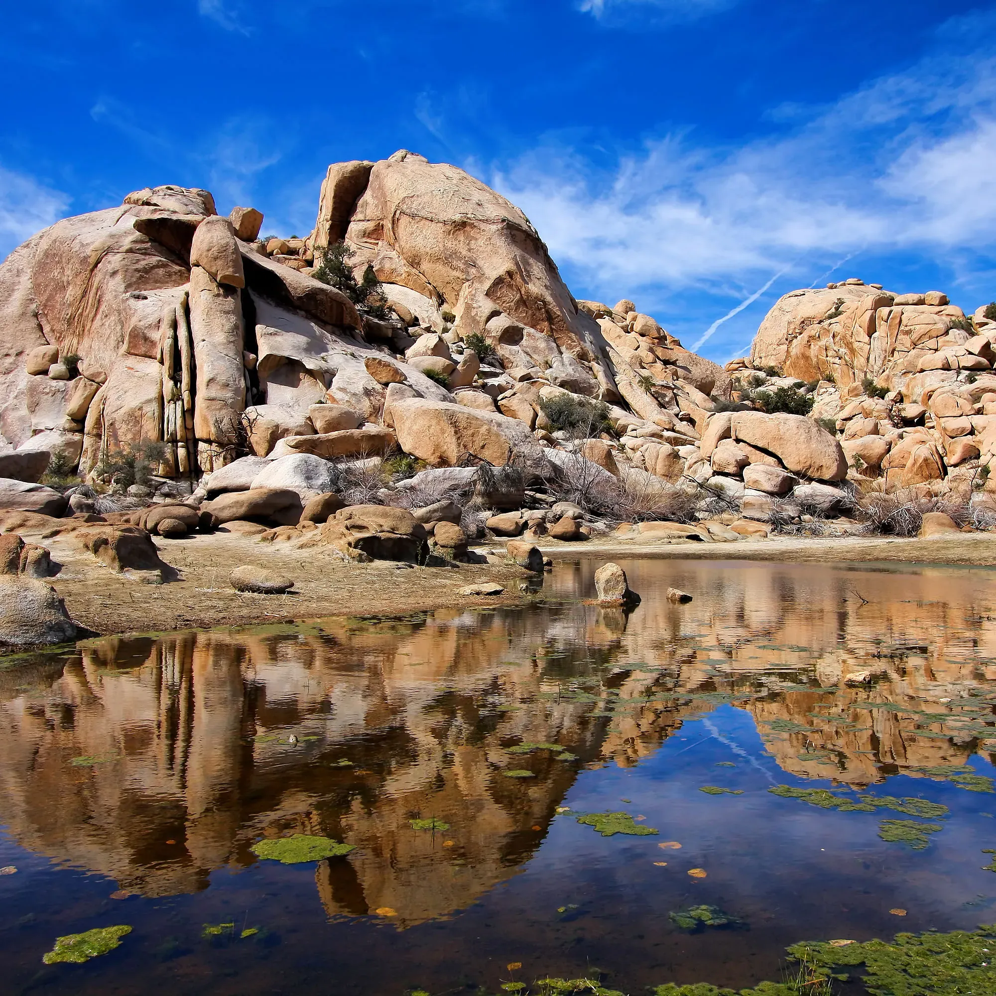 Joshua Tree National Park: Discover Unique Attractions