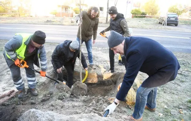Innowacyjne rozwiązania w ochronie alei kasztanowców