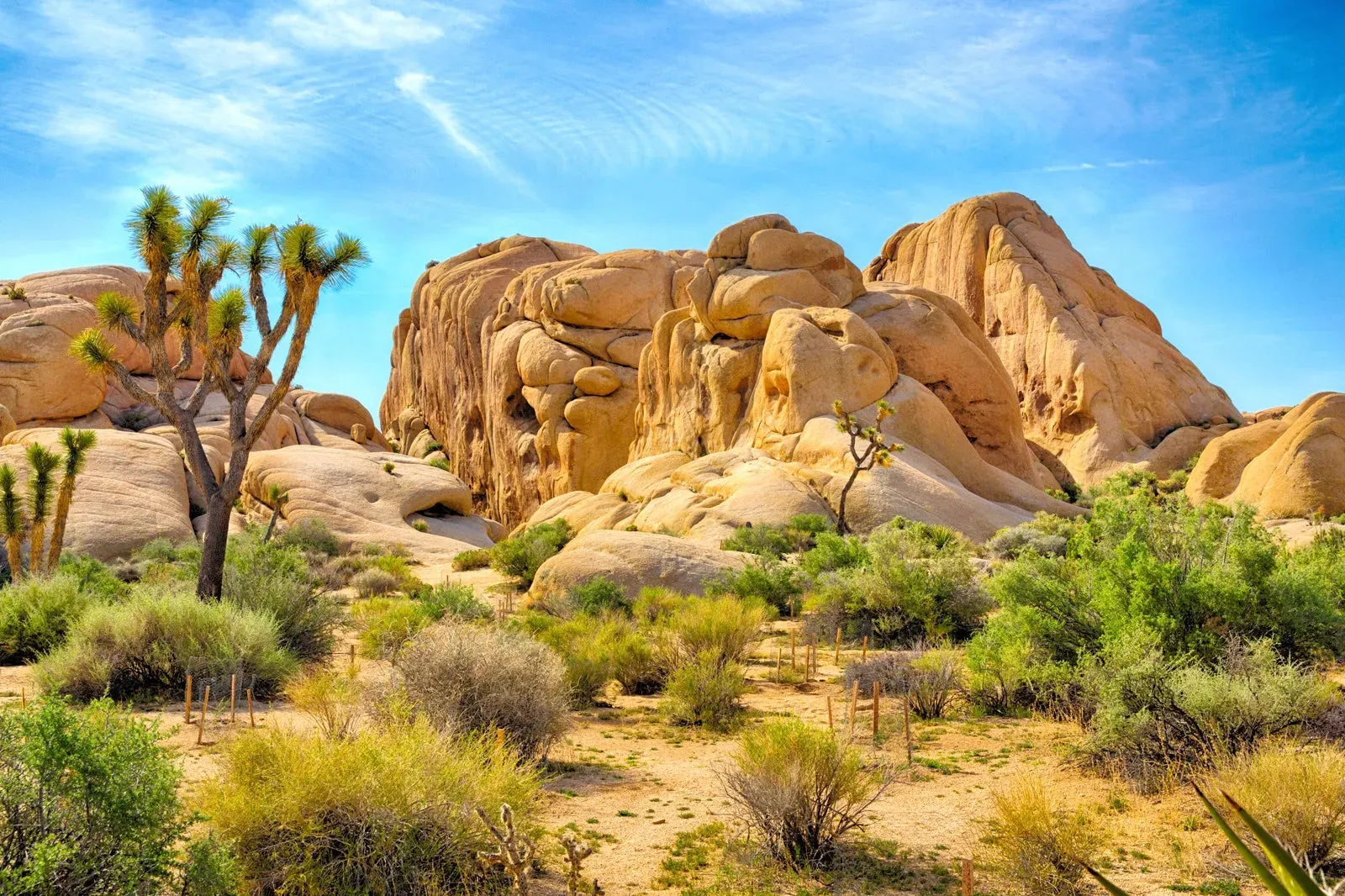 Park Narodowy Joshua Tree: Niezapomniane Atrakcje