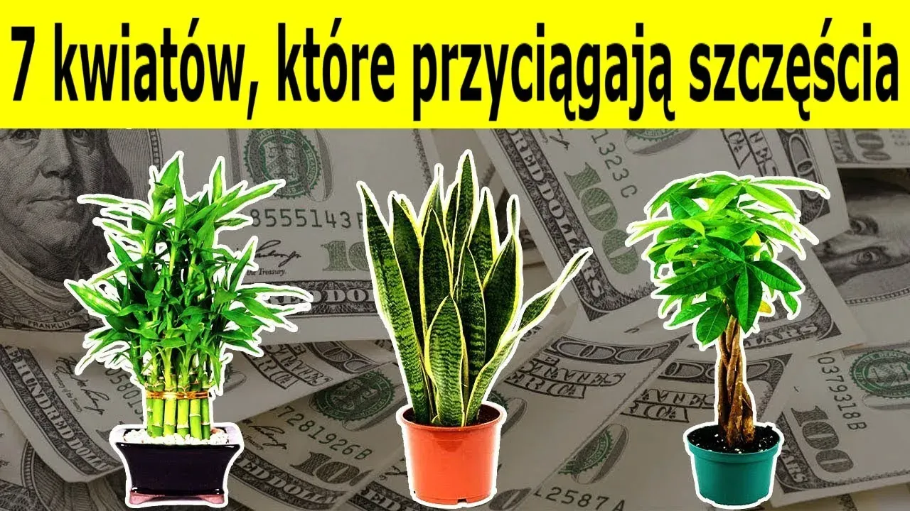 Rośliny Przynoszące Bogactwo: Wybierz Odpowiednie dla Siebie